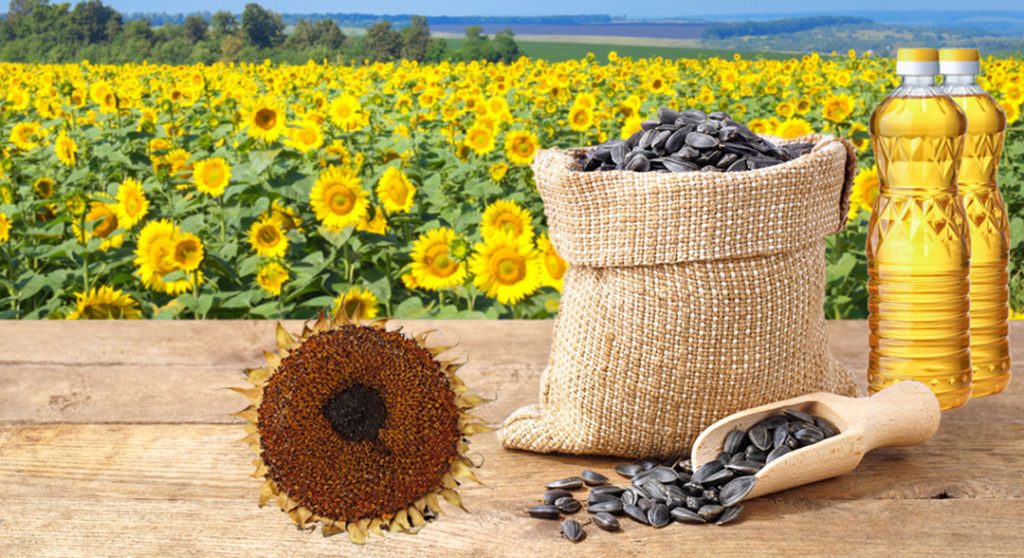 Sunflower Oil Everything we need to know Goyum Screw Press
