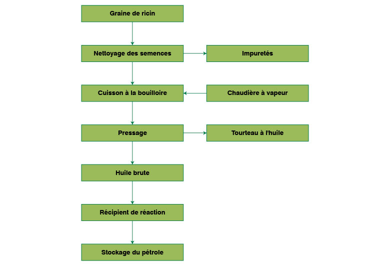 Processus de fabrication de l’huile de ricin